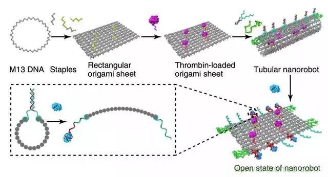 中美科學家聯(lián)手，用DNA納米機器人殺死癌細胞