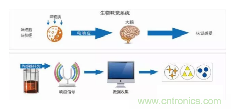 仿生傳感器的定義、原理、分類及應(yīng)用